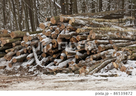 Freshly Harvested Timber from a Logging Operation Piled by the Forest in Winter Freshly Harvested Timber from a Logging Operation Piled by the Forest in Winter 86539872
