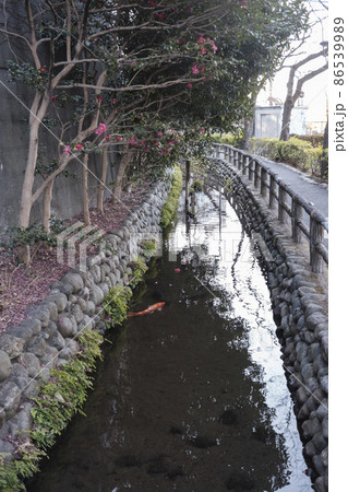 東京の名湧水57選　鯉が泳ぐ六郷用水路　東京都大田区 86539989
