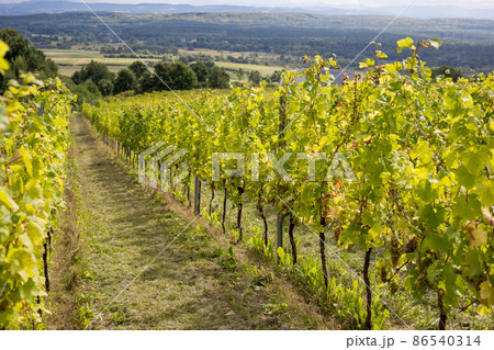 Vineyards with grapevine for wine production near a winery. Grape field growing for wine. Summer scenery. Nature mountains background with wine yard in autumn harvest 86540314