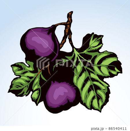 Figs on the branch. Vector drawing 86540411