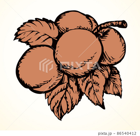 Branch with apricots. Vector drawing 86540412