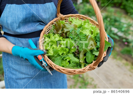 Close-up crop of dill lettuce leaves, green onion arugula herb in basket in woman hands Close-up crop of dill lettuce leaves, green onion arugula herb in basket in woman hands 86540696