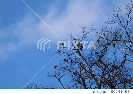 青空と白い雲とたくさんのズアオアトリが枝にとまる冬枯れの白い木の実の残る大樹の風景 青空と白い雲とたくさんのズアオアトリが枝にとまる冬枯れの白い木の実の残る大樹の風景 86541468