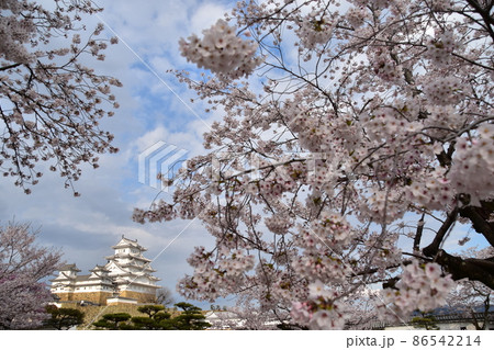 日本の兵庫県の姫路市 世界遺産で国宝でもある姫路城 春の桜と立派な天守閣 日本の兵庫県の姫路市 世界遺産で国宝でもある姫路城 春の桜と立派な天守閣 86542214