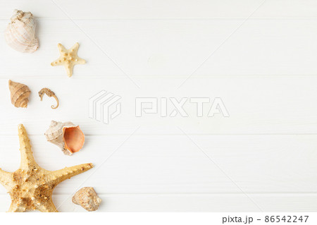 Decoration of sea clams on a white board. Decoration of sea clams on a white board. 86542247