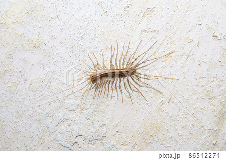 Arthropod insect centipede flycatcher on a concrete wall close up 86542274