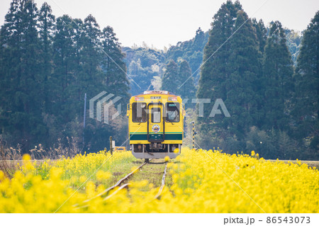 「千葉県」いすみ鉄道　菜の花畑を走る車両 86543073