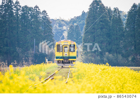 千葉県 いすみ鉄道 菜の花畑を走る車両の写真素材