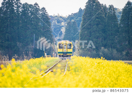 千葉県 いすみ鉄道 菜の花畑を走る車両の写真素材