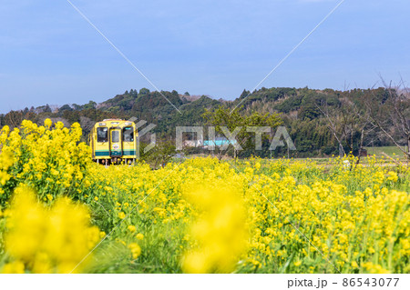 「千葉県」いすみ鉄道　菜の花畑を走る車両 86543077