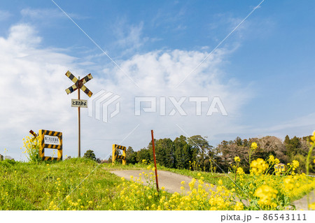 「千葉県」いすみ鉄道　踏切と菜の花 86543111