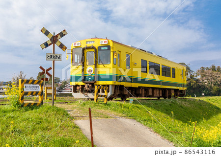 「千葉県」いすみ鉄道　踏切と菜の花 86543116
