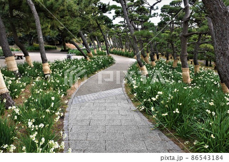 城ヶ島公園の水仙と並木道 城ヶ島公園の水仙と並木道 86543184
