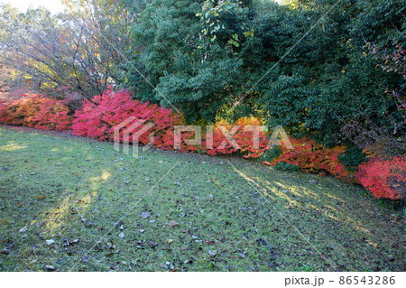 晩秋の公園　紅葉ドウダンツツジ 86543286