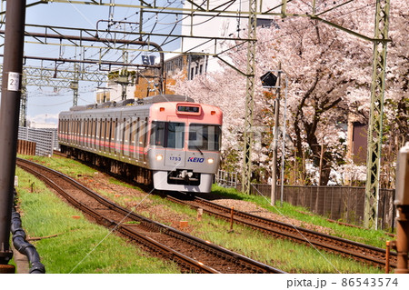 高井戸駅付近 井の頭線全車両と桜 高井戸駅付近 井の頭線全車両と桜 86543574