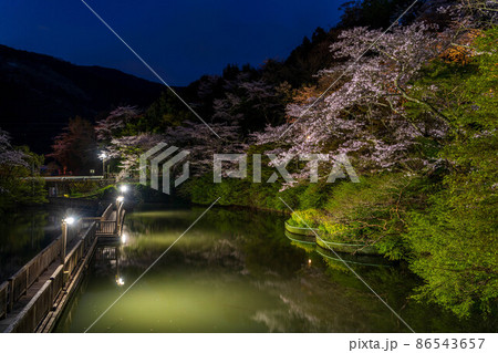 静岡県浜松市奥山公園　桜のライトアップ 86543657