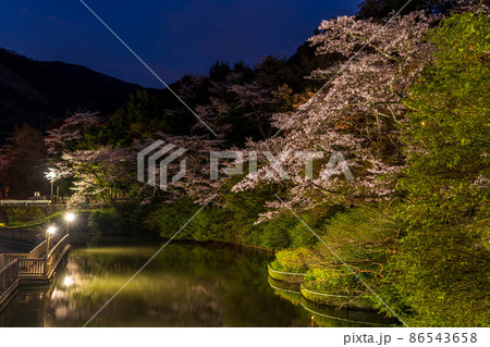 静岡県浜松市奥山公園 桜のライトアップ 静岡県浜松市奥山公園 桜のライトアップ 86543658