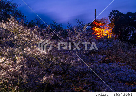 静岡県浜松市奥山公園 桜のライトアップ 静岡県浜松市奥山公園 桜のライトアップ 86543661