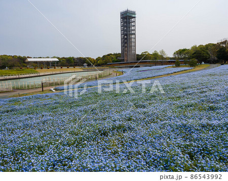 静岡県浜松市浜名湖ガーデンパークのネモフィラ 静岡県浜松市浜名湖ガーデンパークのネモフィラ 86543992
