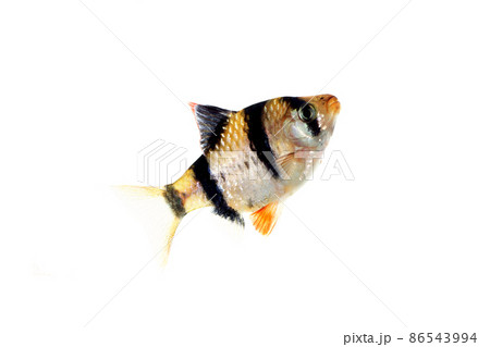 スマトラ 熱帯魚 コイの仲間 白バック スマトラ 熱帯魚 コイの仲間 白バック 86543994