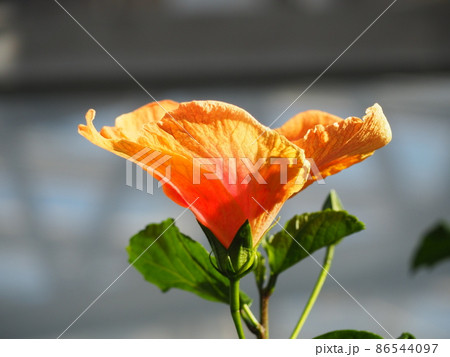 ハイビスカス 86544097