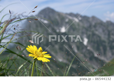 雄大な剣岳を背景にした黄色の花　ウサギギク 86544132