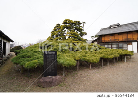 群馬県高崎市 群馬県指定天然記念物 萩原の大笠松 群馬県高崎市 群馬県指定天然記念物 萩原の大笠松 86544134