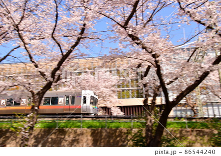 高井戸駅付近 井の頭線と桜 高井戸駅付近 井の頭線と桜 86544240