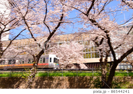 高井戸駅付近 井の頭線と桜 高井戸駅付近 井の頭線と桜 86544241