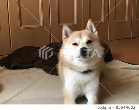 大福の日常 86544602