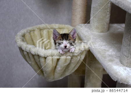 ニャンモックがお気に入り 生後1か月のサバトラの仔猫 ニャンモックがお気に入り 生後1か月のサバトラの仔猫 86544714