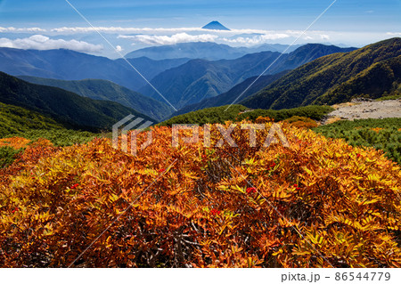 南アルプス・北岳稜線のナナカマドの紅葉と富士山 86544779