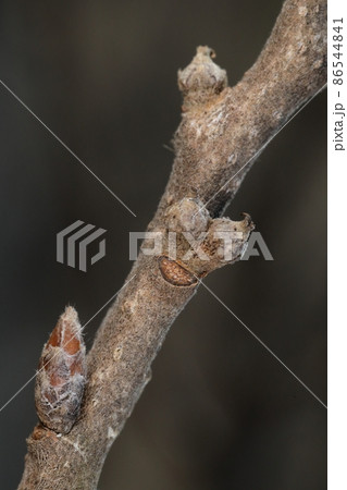 自然 植物 クヌギ、二月の冬芽と果実と葉痕。葉痕の上に擬宝珠状の果実、今年の秋に立派な団栗になります 自然 植物 クヌギ、二月の冬芽と果実と葉痕。葉痕の上に擬宝珠状の果実、今年の秋に立派な団栗になります 86544841