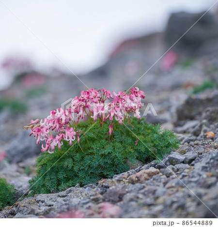 岩場でひっそりと咲く満開のコマクサ@乗鞍岳、長野 岩場でひっそりと咲く満開のコマクサ@乗鞍岳、長野 86544889