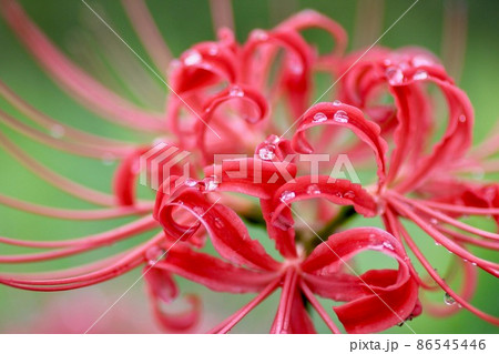 雨上がりの彼岸花 86545446