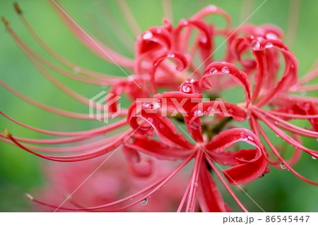 雨上がりの彼岸花 86545447