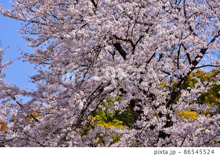 桜　見上げる桜 86545524