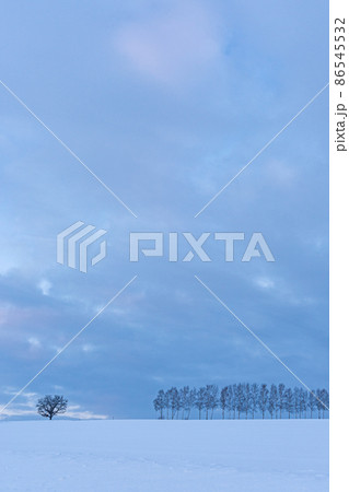 冬の北海道美瑛町　夜明け前のセブンスターの木と白樺並木 86545532