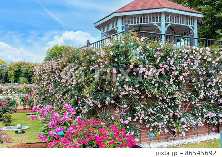 ガゼボとつるばら 86545692