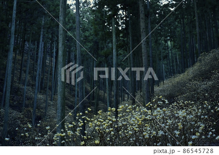 茂木町焼森山の花咲くミツマタ群生地 茂木町焼森山の花咲くミツマタ群生地 86545728