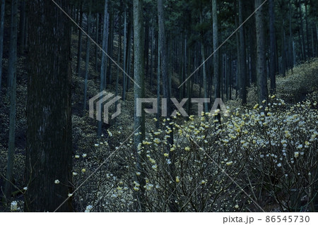 茂木町焼森山の花咲くミツマタ群生地 86545730