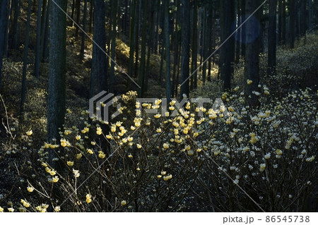 茂木町焼森山の花咲くミツマタ群生地 茂木町焼森山の花咲くミツマタ群生地 86545738