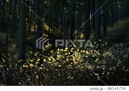 茂木町焼森山の花咲くミツマタ群生地 86545739
