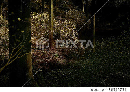 茂木町焼森山の花咲くミツマタ群生地 86545751