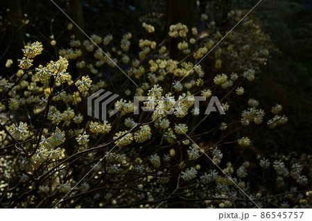 茂木町焼森山の花咲くミツマタ群生地 86545757