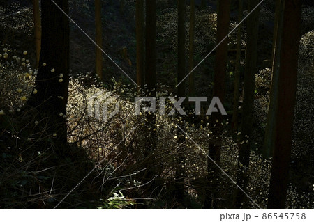 茂木町焼森山の花咲くミツマタ群生地 86545758