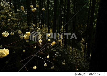 茂木町焼森山の花咲くミツマタ群生地 86545780