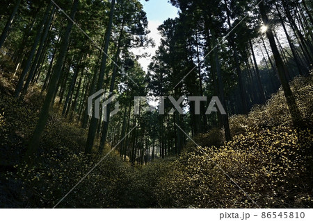 茂木町焼森山の花咲くミツマタ群生地 86545810