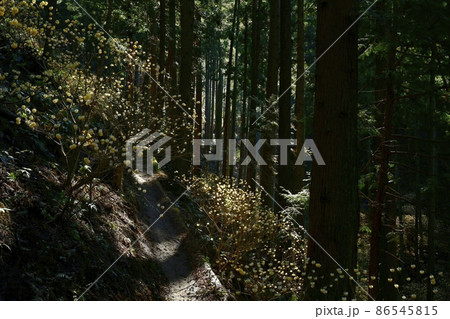 茂木町焼森山の花咲くミツマタ群生地 86545815