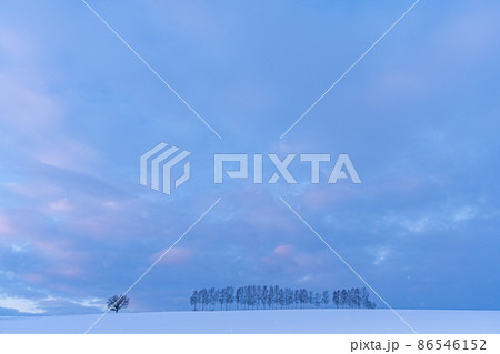 冬の北海道美瑛町　夜明け前のセブンスターの木と白樺並木 86546152